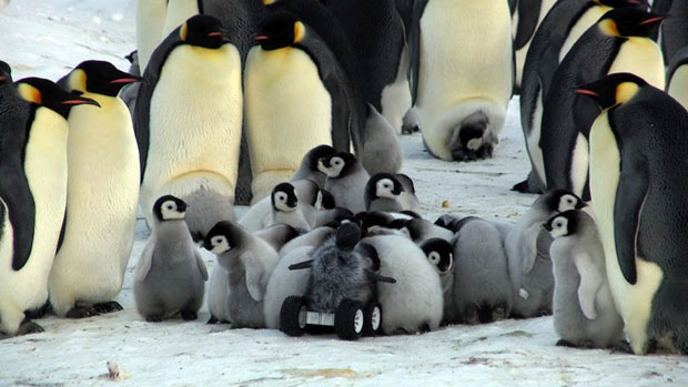 Researchers Send Robotic Penguin Babies In To Monitor Real&nbsp;Penguins