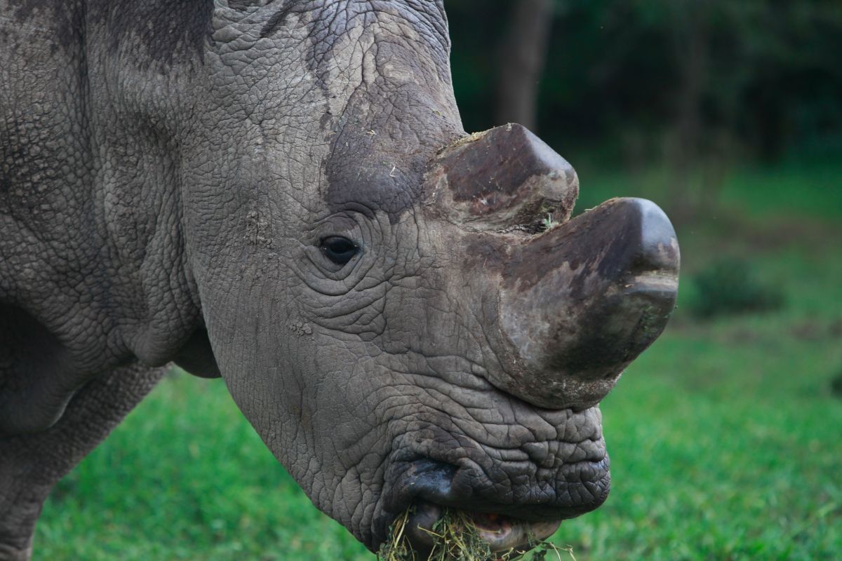Fitting rhinos with high-tech body cams could save them from&nbsp;poachers